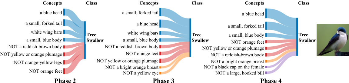 Tree Swallow concept-weight visualization